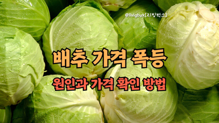 배추 가격 폭등, '금배추' 현실화 원인과 가격 확인 방법 썸네일
